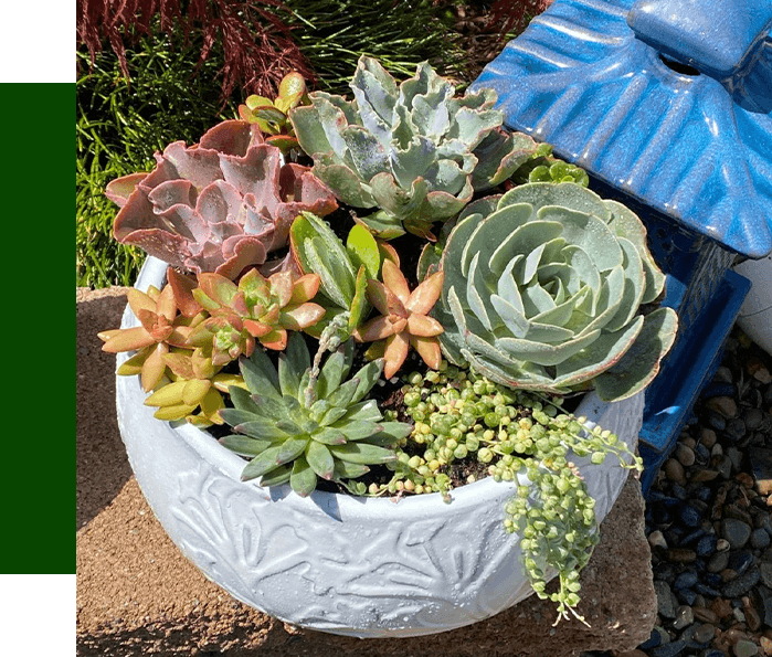 23 SUCCULENTS