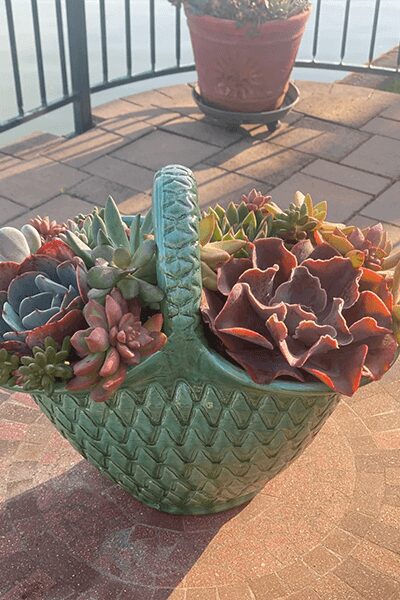 23 SUCCULENTS