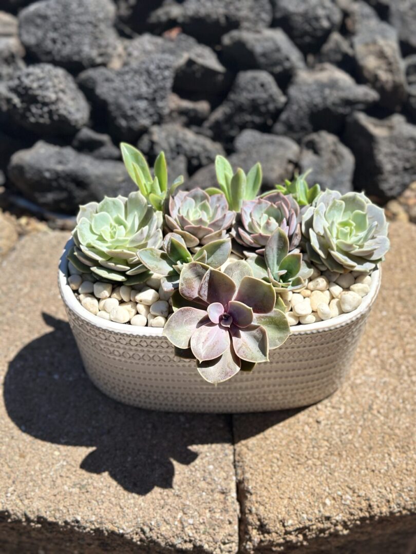 Echeverias, Fred Ives, and Pearl Von Nurnberg (Medium)